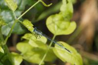 Platycnemis pennipes