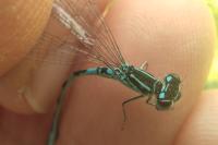 Coenagrion mercuriale