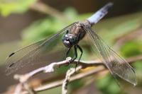 Orthetrum cancellatum