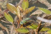 Anax imperator