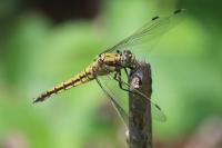 Orthetrum cancellatum