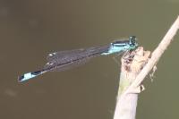 Ischnura elegans