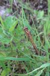 Orthetrum coerulescens