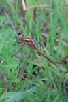 Orthetrum coerulescens