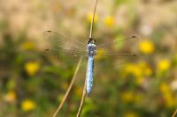 Orthetrum brunneum