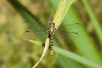 Onychogomphus forcipatus