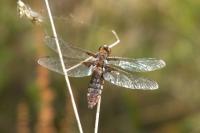 Libellula depressa