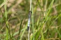 Orthetrum albistylum