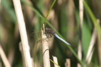 Orthetrum coerulescens