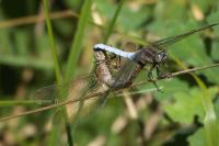 Orthetrum coerulescens