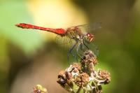 Sympetrum sanguineum