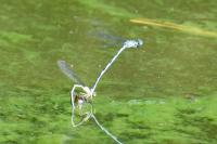 Erythromma lindenii