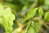 Platycnemis pennipes