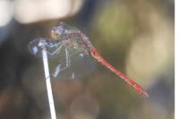 Sympetrum meridionale