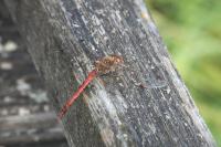 Sympetrum striolatum