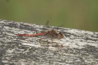Sympetrum striolatum