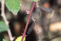 Chalcolestes viridis