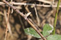 Sympecma fusca