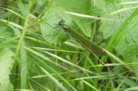 Calopteryx splendens