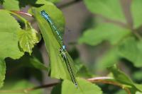 Coenagrion puella