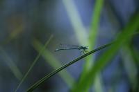 Coenagrion puella