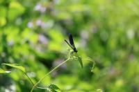 Calopteryx splendens