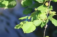 Calopteryx splendens