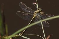Gomphus pulchellus