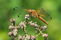 Libellula fulva