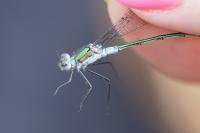 Lestes sponsa