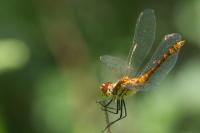 Sympetrum sanguineum