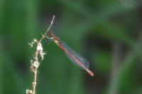 Pyrrhosoma nymphula