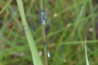 Lestes sponsa