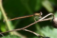Platycnemis acutipennis