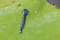 Erythromma lindenii