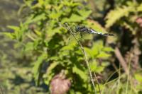 Orthetrum albistylum