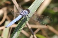 Orthetrum brunneum