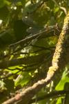 Chalcolestes viridis