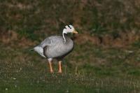 Anser indicus