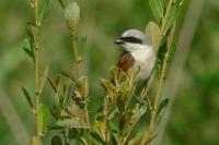 Lanius collurio