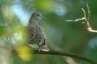Streptopelia turtur