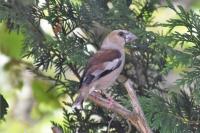 Coccothraustes coccothraustes