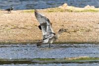 Numenius phaeopus