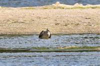 Numenius phaeopus