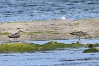 Numenius phaeopus