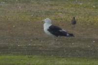 Larus marinus