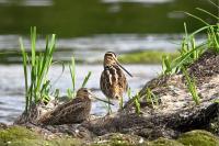 Gallinago gallinago