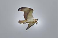 Pandion haliaetus