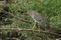 Nycticorax nycticorax