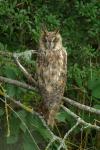 Asio otus